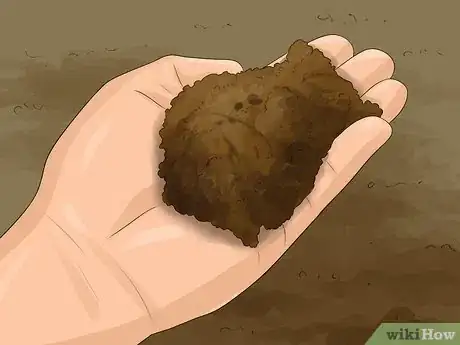 Image titled Grow Ivy Step 11