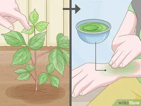 Image titled Harvest Bay Leaves Step 11