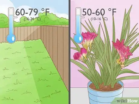 Image titled Plant Freesia Bulbs in Containers Step 1