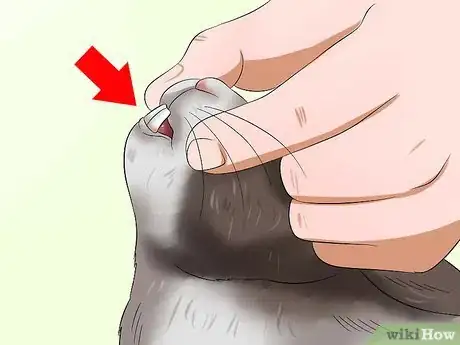 Image titled Diagnose Dental Problems in Rabbits Step 1