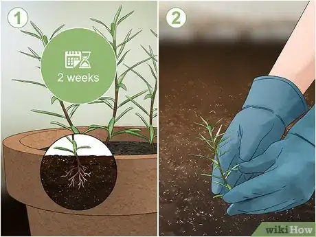 Image titled Grow Moss Rose Step 11