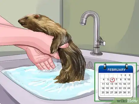 Image titled Reduce Ferret Odor Step 1