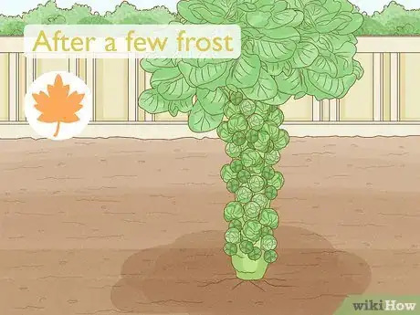 Image titled Harvest Brussels Sprouts Step 1