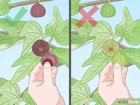 Image titled Harvest Figs Step 3