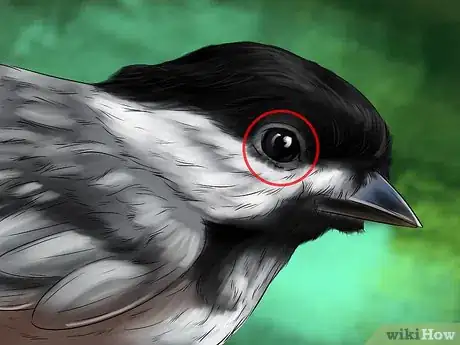 Image titled Recognize the Chickadee Step 3