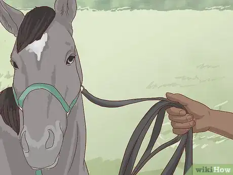 Image titled Walk a Colicking Horse Step 3