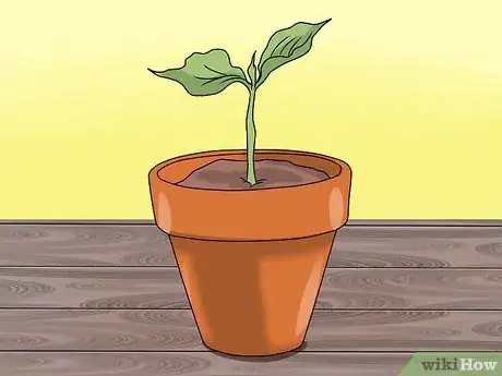 Image titled Grow Coleus Step 13