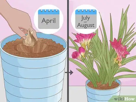 Image titled Plant Freesia Bulbs in Containers Step 2