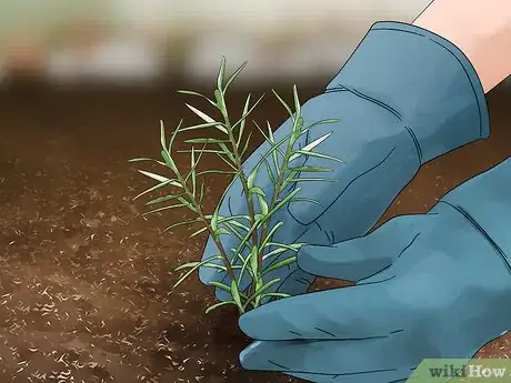 Image titled Grow Moss Rose Step 15