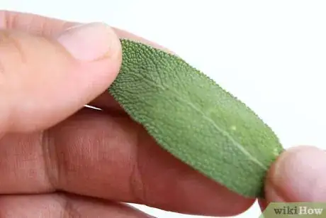 Image titled Dry Sage Step 3