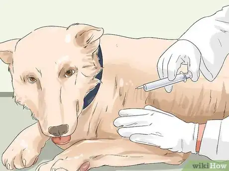 Image titled Give Dogs What They Need Step 12