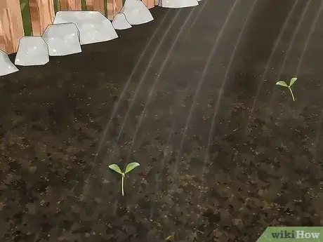 Image titled Grow African Daisy (Arctotis) Step 10