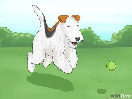Image titled Identify a Wire Fox Terrier Step 13