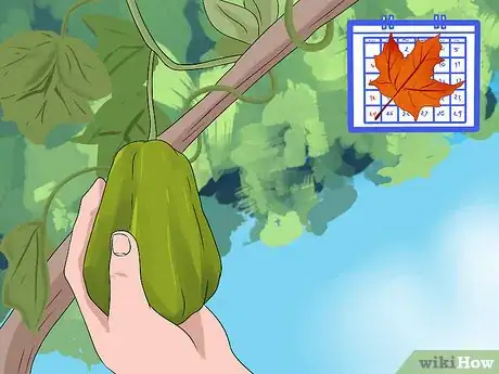 Image titled Grow a Choko Vine Step 7