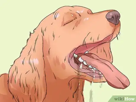 Image titled Detect and Prevent Bloating and Torsion in Dogs Step 2