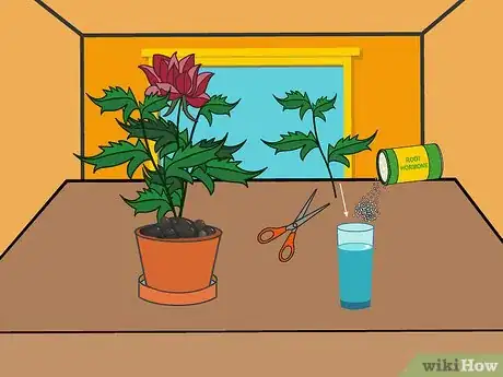 Image titled Grow Chrysanthemums Step 14