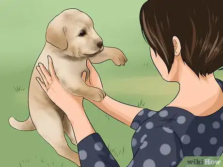 Image titled Buy a Labrador Retriever Puppy Step 7