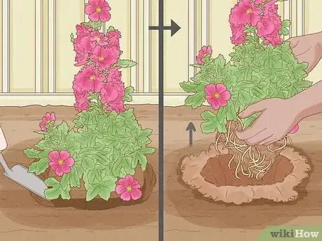 Image titled Transplant Hollyhocks Step 8