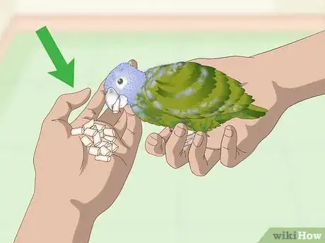 Image titled Bond with a Pionus Parrot Step 7