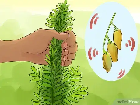 Image titled Harvest Lentils Step 2