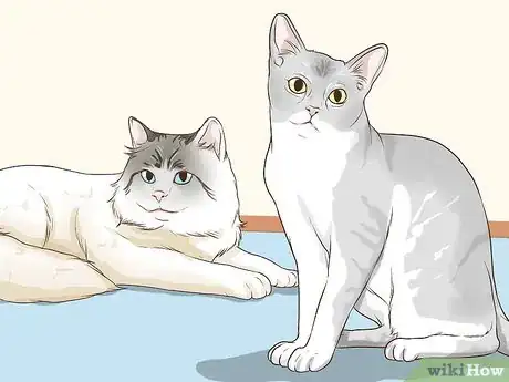 Image titled Take Care of a Burmilla Cat Step 13