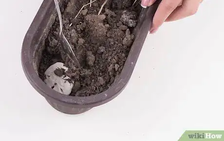 Image titled Clean Sand Dollars Step 4