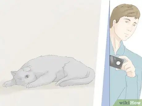 Image titled Handle a Stray Cat Step 22