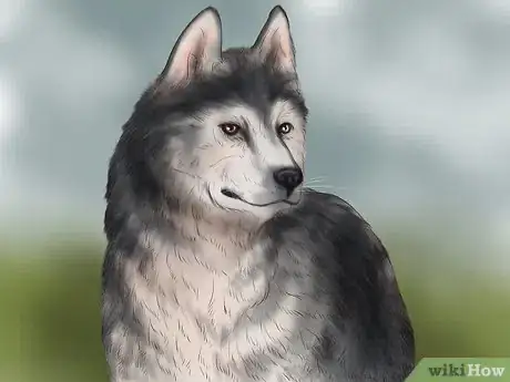 Image titled Care for Sled Dogs Step 13