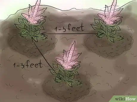 Image titled Grow Astilbe Step 9