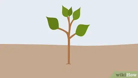 Image titled Grow Apricots Step 8