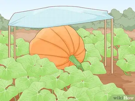 Image titled Grow Giant Vegetables Step 17