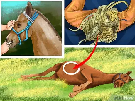 Image titled Prevent Parasites in Horses Step 3
