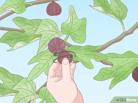 Image titled Harvest Figs Step 6