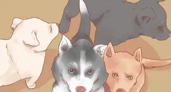 Deal with a Dog Pregnancy