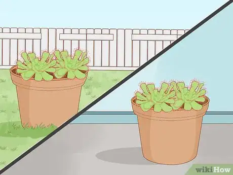 Image titled Grow Sundews Step 1