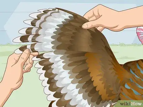 Image titled Sex Turkeys Step 12