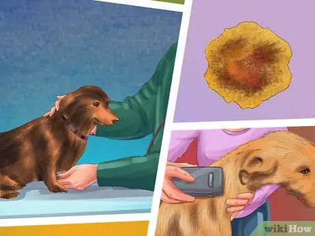 Image titled Get a Dog Out of a Busy Road Step 11