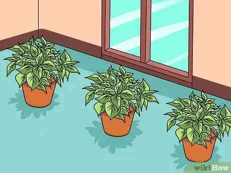 Image titled Grow Coleus Step 20