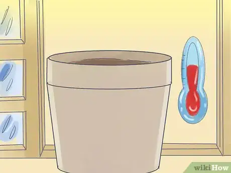 Image titled Grow a Queen Palm Step 4