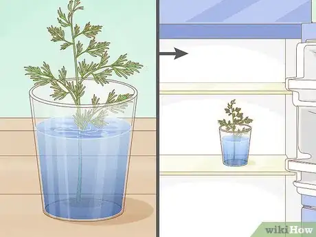 Image titled Harvest Dill Step 6