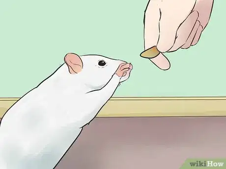 Image titled Train Your Rat to Do Tricks Step 11