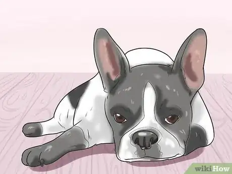 Image titled Prevent Canine Infectious Hepatitis Step 7