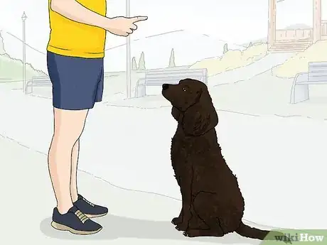 Image titled Identify an American Water Spaniel Step 11