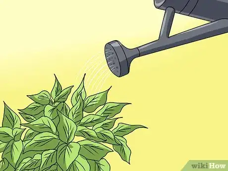 Image titled Grow Coleus Step 15