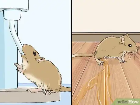 Image titled Spot and Treat Ovarian Cysts in Gerbils Step 4