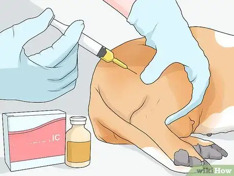 Image titled Treat Joint or Spinal Issues in Dogs with Prolotherapy Step 3