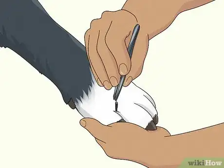 Image titled Treat Lameness in Dogs Step 2