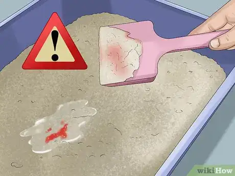 Image titled Treat Bacterial Cystitis in Cats Step 3