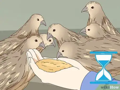 Image titled Raise Quail for Eggs Step 2