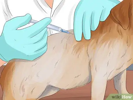 Image titled Figure out Dog Years Step 7